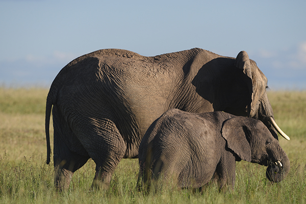 Amboseli-Elephants 5 Nights / 6 Days The Gentle Elephant Safari From $ 1,970 per person sharing Highlights: Explore the diverse landscapes of Tsavo West, including Mzima Springs and the Shetani Lava Flows. Experience the rich biodiversity of Tsavo East National Park, with its varied habitats and abundant wildlife. Observe the majestic elephants of Amboseli National Park, with stunning views of Mount Kilimanjaro. Destinations Visited: Tsavo West National Park, Tsavo East National Park, Amboseli National Park