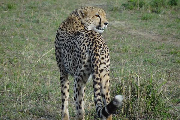 Cheetah 3 Nights / 4 Days Saltlick Safari From $ 920 per person sharing Highlights: Explore Tsavo West's Diverse Landscapes and Wildlife View the Fascinating Shetani Lava Flows and Mzima Springs Discover Tsavo East's Rich Biodiversity Experience Unique Wildlife Viewing from the Salt Lick Safari Lodge Destinations Visited: Tsavo West National Park, Tsavo East National Park