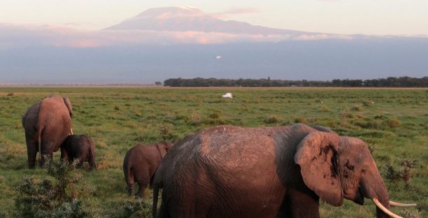 Elephants-in-Amboseli Elephants-in-Amboseli