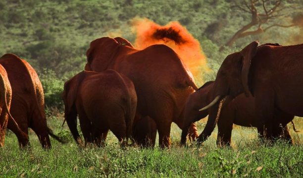 REd-Elephants-of-Tsavo REd-Elephants-of-Tsavo