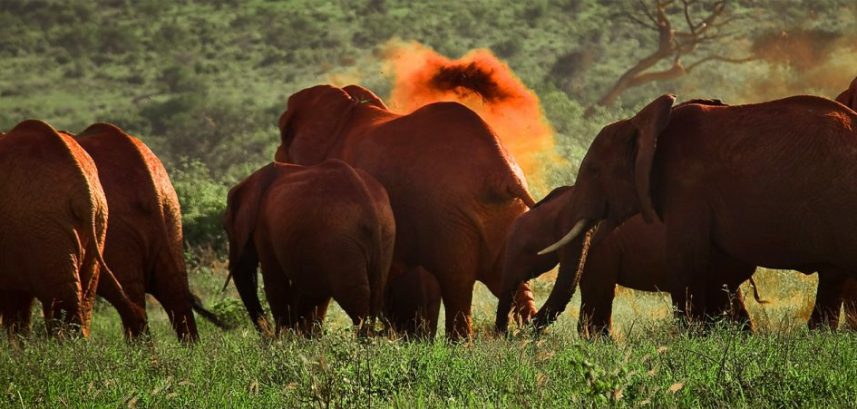 REd-Elephants-of-Tsavo REd-Elephants-of-Tsavo