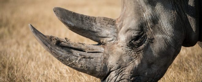 Rhino 7 Days / 6 Nights Ultimate Kenya Safari From $ 2,170 per person sharing Highlights: Explore Amboseli National Park, renowned for its large elephant herds and stunning views of Mt. Kilimanjaro. Enjoy scenic boat rides and nature walks at Lake Naivasha and Crescent Island, a haven for bird watchers. Experience the wildlife spectacle of the Masai Mara, with game drives showcasing Africa’s diverse big cats and the annual migration. Destinations Visited: Amboseli National Park, Lake Naivasha, Lake Nakuru National Park, Masai Mara National Reserve