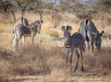 Samburu-march-2019-1 8 Days Magic of Mara Safari From $ 2,300 per person sharing Highlights: Spectacular Elephant Viewing in Amboseli Scenic Boat Ride and Nature Walk on Crescent Island Explore Lake Nakuru's Unique Wildlife Exciting Game Drives in Masai Mara Destinations Visited: Amboseli, Lake Naivasha, Lake Nakuru, Masai Mara