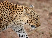 Serengeti 10 Days Luxury Wings Safari From $ 4,750 per person sharing Highlights: Karen Blixen Museum Giraffe Centre Sheldrick Wildlife Trust Game Drives in Amboseli, Samburu, and Maasai Mara Destinations Visited: Nairobi, Amboseli National Park, Samburu Game Reserve, Maasai Mara National Reserve