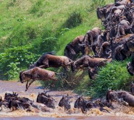 Witness one of nature’s most spectacular events on this 5-day safari.