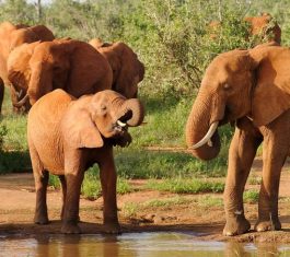 Explore Kenya’s rich landscapes and abundant wildlife on this 6-day safari