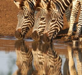 Embark on an 8-day journey through Kenya’s most iconic wildlife destinations.