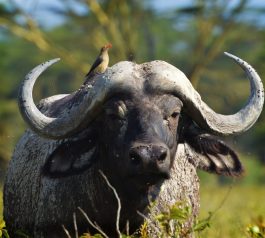 Discover the wild beauty of Tsavo West and East National Parks on this 4-day adventure