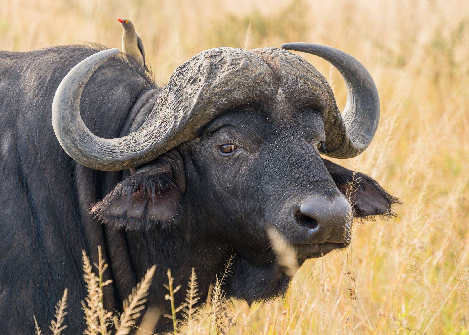 buffalo 9 Days Classic Kenya Safari From $ 2,430 per person sharing Highlights: Captivating Wildlife Encounters Big 5 game viewing Visit Crescent Island Explore the Ol Pejeta Conservancy Destinations Visited: Aberdare, Samburu, Ol Pejeta, Lake Naivasha & Mara
