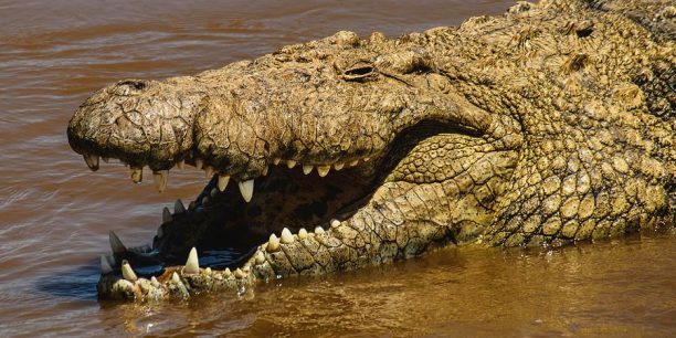 crocodile crocodile