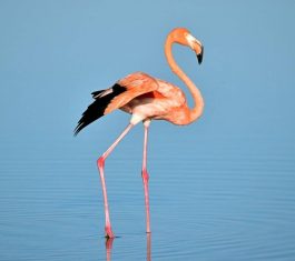 Soar above Kenya’s stunning landscapes on this 10-day luxury safari