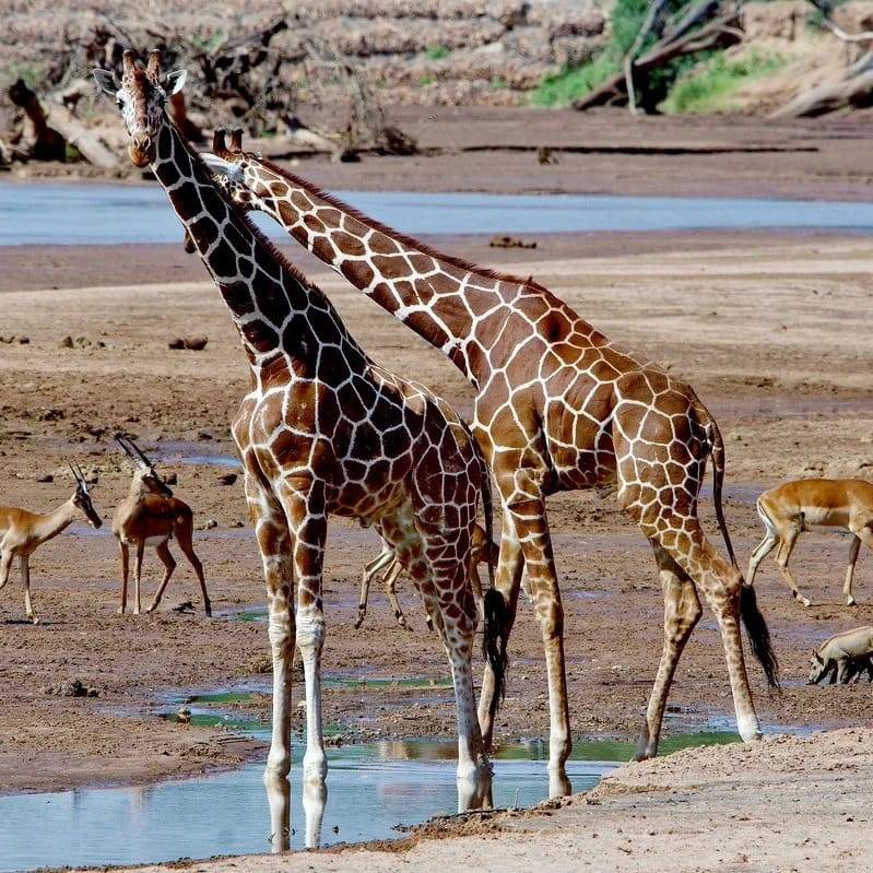 giraffes giraffes