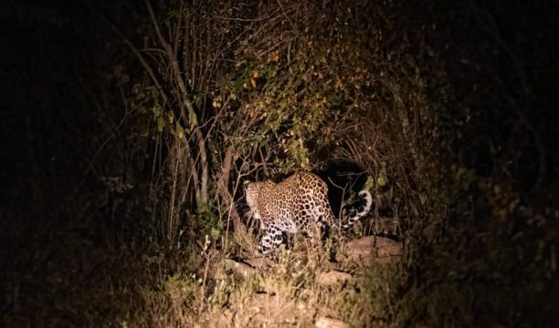hunting leopard hunting leopard