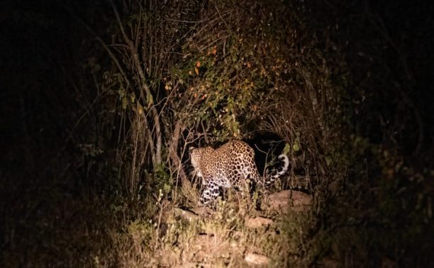 hunting leopard hunting leopard