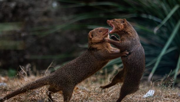 wild rats wild rats