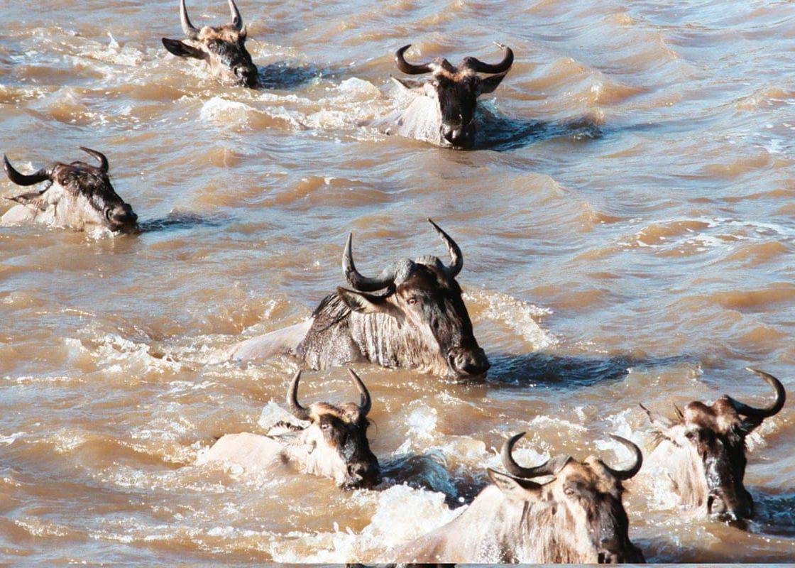 wildebeest migration 4 Nights / 5 Days Migration Safari From $ 2,450 per person sharing Highlights: Discover the beauty of Aberdare National Park and explore Solio Ranch's vital rhino conservation efforts. Experience the tranquil beauty of Lake Naivasha and enjoy a scenic boat ride and nature walk on Crescent Island. Witness the incredible wildlife migration in the Masai Mara, including the annual wildebeest migration and abundant big cats. Destinations Visited: Aberdare National Park, Lake Naivasha, Masai Mara National Reserve