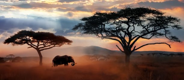 Elephant - Copy Elephant - Copy