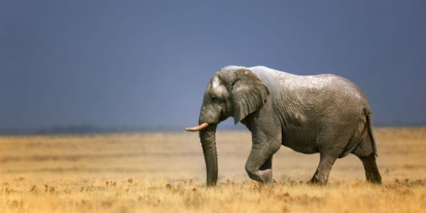 Ndovu Ndovu