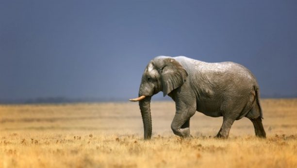 Ndovu Ndovu