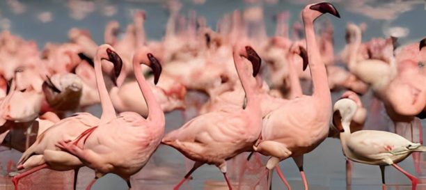 flamingo flamingo